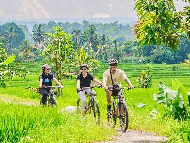 Three people riding bicycles along a path surrounded by vibrant green rice paddies.