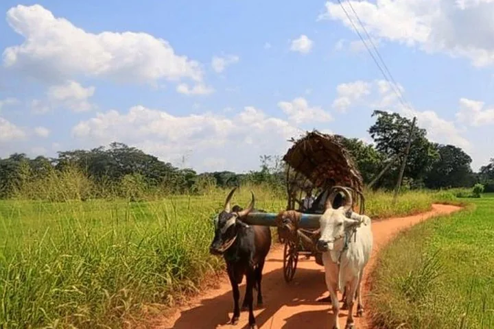 Une charrette traditionnelle tirée par deux bœufs sur un chemin de terre.