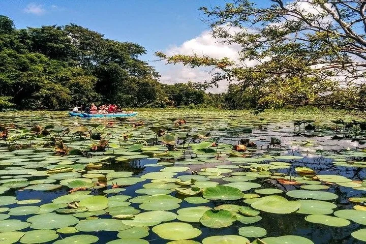 Tourists in a boat on a lake covered with green lotus leaves.